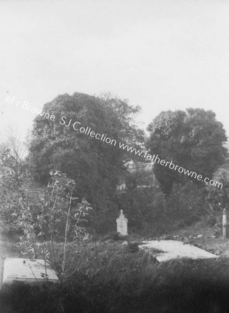 ABBEY ASSAROE IVY COVERED WALLS FROM GRAVEYARD